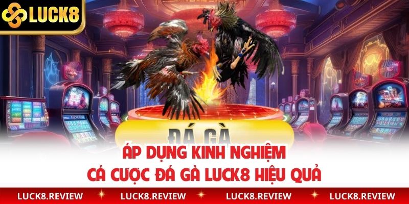 Áp dụng kinh nghiệm cá cược đá gà Luck8 hiệu quả